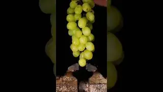 Microscopic view😯 #viral #ytshorts #latest #shortvideo #fun #nature 😯😌😌