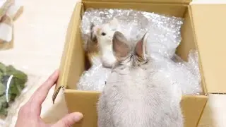視聴者さんからうさぎさん宛に届いたものがすごかった