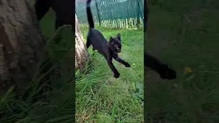 Kitty on springs 😺🐈&zwj;⬛🥷 #cat #pet #kitten #blackcat #garden #tree