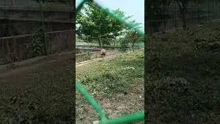Cute ostrich. #yttube #viral #shortvideo #animal #focus