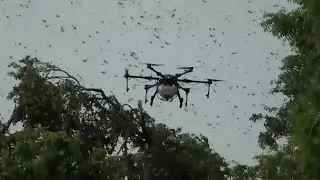 Drones vs. Locusts