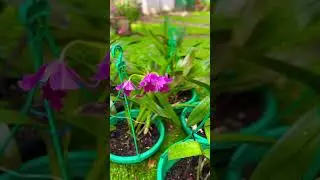#orchidsociety #orchids #rareflower