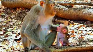 Heartwarming Family Time &mdash; Baby Monkey ROSCO Enjoys Joyful Moments Surrounded by Love 🐒💛.