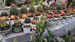 Repotted & New arrangement ..|| Merjhens Garden