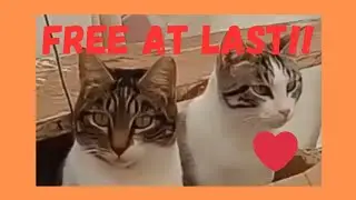 Брошенные кошки наконец-то свободны!! #кошкиизприюта #любовьккошкам