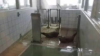 Rundgang durch das Zeehondencentrum in Pieterburen in der Niederlande