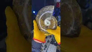 #amonite #amonite #fossil #fosiles #peruminerals #mineralgallery