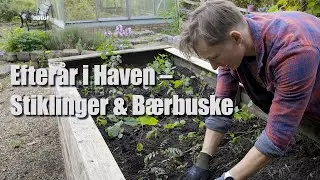 Efter&aring;r i Den Vilde Have &ndash; Stiklinger & B&aelig;rbuske med Alex Agerbo