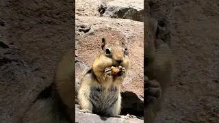 gilhariyo ki ye khasiyat #facts #interestingfacts #trending #shorts #shortfeed #viralvideo #factsvdo