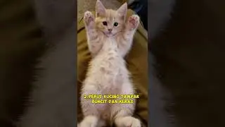 5 tanda kucing kamu cacingan 😱😱😱