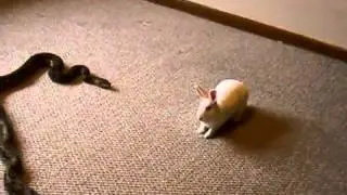 Reticulated Python striking a (LIVE FEEDER) rabbit.flv
