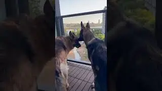 #GermanShepherds#Alpha#PureLove#AyGoLife