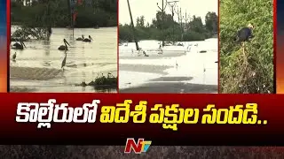 The noise of foreign birds in Kolleru.. New beauties to the lake.. A feast for the eyes of bird lovers.. | Ntv