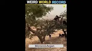 Weird World Records 🤯 Goat On Tree Why 😱 @MRINDIANHACKER @CrazyXYZ #shorts #facts #india