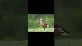 fun fact:whistling duck