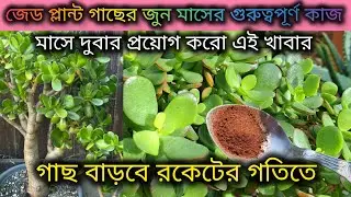 জেডপ্লান্ট গাছের জুনমাসের গুরুত্বপূর্ণ পরিচর্যা/Jade plant care in June month/Jade plant care tips.