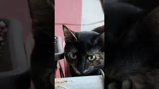 смешно! #котик #cat #cyprus