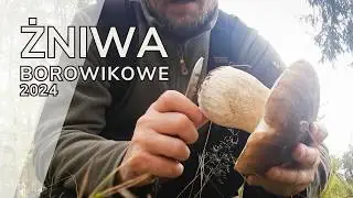 Ale Okazy! - Co Za Miejsce! | Moje Największe Prawdziwki Tego Roku - Grzybobranie 2024
