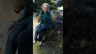 Uva Ursi - Herbal Medicine Uses, Chemistry, etc. - with Medical Herbalist Chanchal Cabrera
