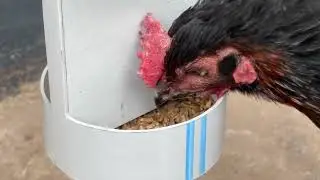 PVC Borulardan Sıradışı Geri Dönüşüm | Tavuk Yemlik Yapımı