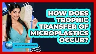 How Does Trophic Transfer Of Microplastics Occur?