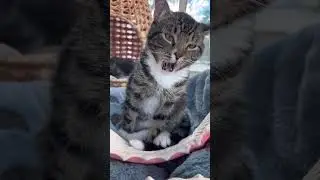 Mikey owns the sugar on my tongue trend 🤣 #sugaronmytongue #trend #cats #catsoftiktok #dance