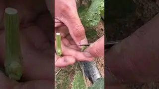 Grape Grafting Techniques Full Video #satisfying #shortsvideo