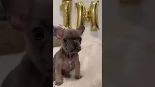The Most Hilariously Cute Dog #funnydogs#cute#doglover#FunnyCuteDog#AdorablePuppy#FunnyCuteDog