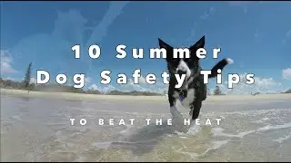 10 Summer Dog Safety Tips
