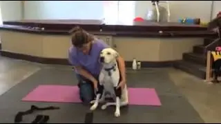 Pawsitive Performance Hobbles