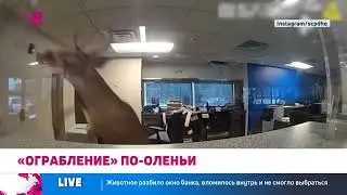 Олень устроил переполох в банке в США
