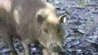 Bearded Pigs
