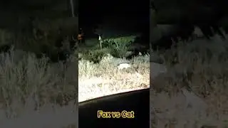 Fox vs Cat