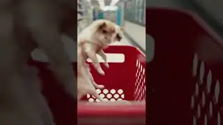 This Cat Chose the Wrong Store😬 Watch the hilarious fail #dogshorts #catfails #funnypets
