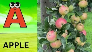 ABC Phonics Song | Alphabet letter sounds | ABC learning for toddlers | Education ABC Nursery Rhymes