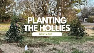Planting a Privacy Hedge Row - Time Laps