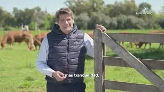 Airmix: la vacuna respiratoria bovina que protege al rodeo en los momentos críticos