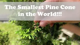 The Smallest Pine Cone in the World!