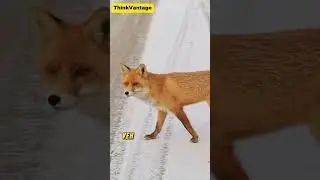 Shumal Ki Surkh Lomri Ka Raaz | ThinkVantage