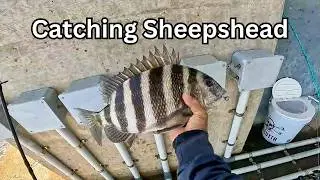 🎣 The Best of Sheepshead Fishing in Jacksonville, FL 🐟