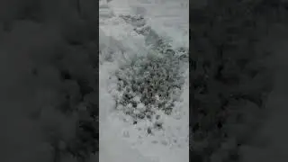 Snow Melting Water Droplet ASMR