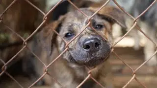 Saved from the dog meat trade in Viet Nam