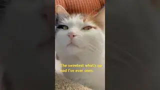 Приветственный кивок... часть 2