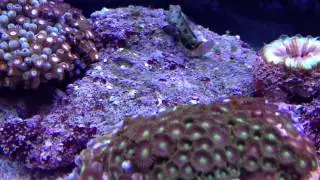 Green spotted mandarin