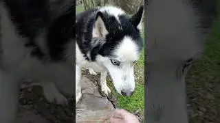 За вкусняшку. Финансовая помощь бездомным собачкам: 2202 2056 2556 3355- Александр К.