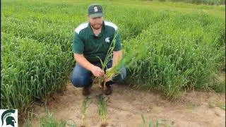 Precision Planting Wheat - MSU Research Update