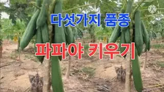 비가림 하우스에 파파야를 키우고 다수확 합니다