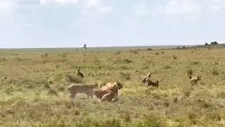 Experience the Wild Beauty of Nyerere National Park | Ultimate Tanzania Safari