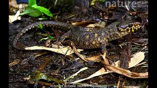 The Yellow-Spotted Night Lizard