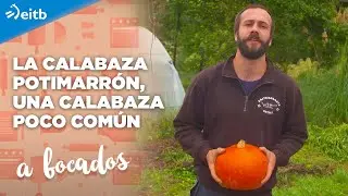 La calabaza Potimarrón, una calabaza poco común